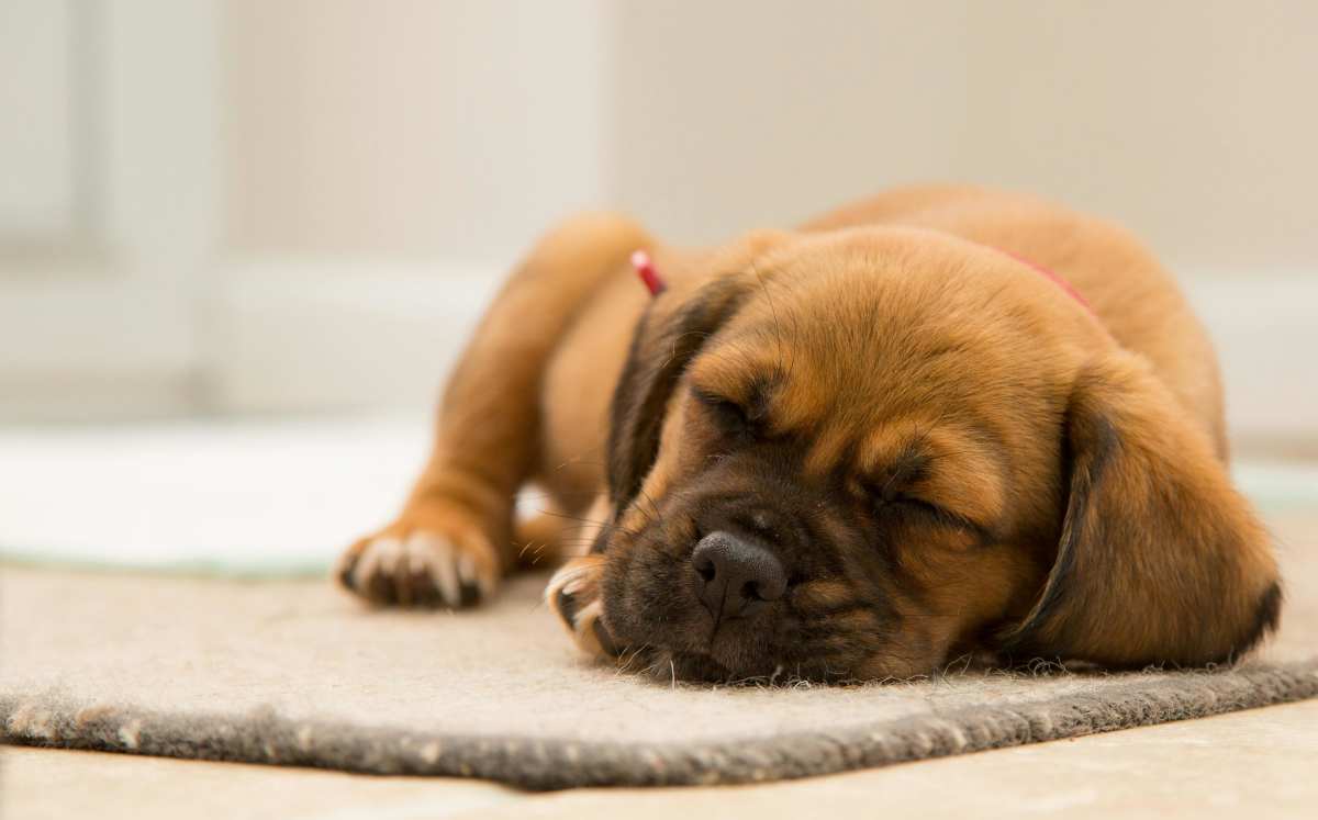 Brown puppy sleeping on a brown mat. (Representative Image Source: Pexels | Torsten Dettlaff)