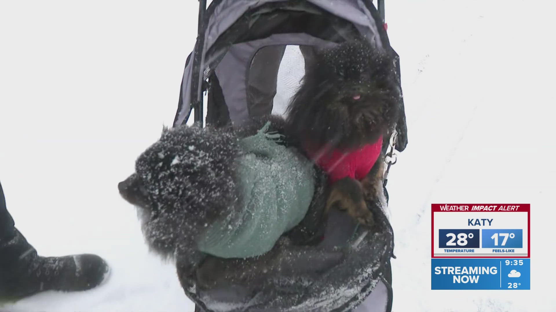 A couple of dogs got a ride through the snow in a stroller as a woman from South Dakota enjoyed the beautiful snowfall in Friendswood. Kids are loving the snow too!