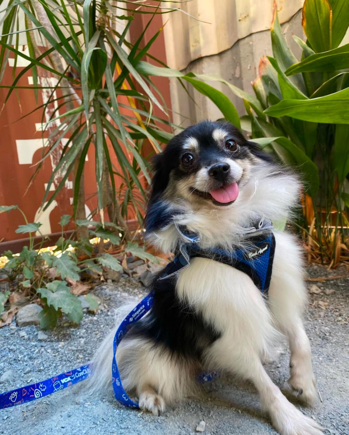 OC Pom Rescue works to find forever homes for Pomeranians while also educating owners about the breed's needs.