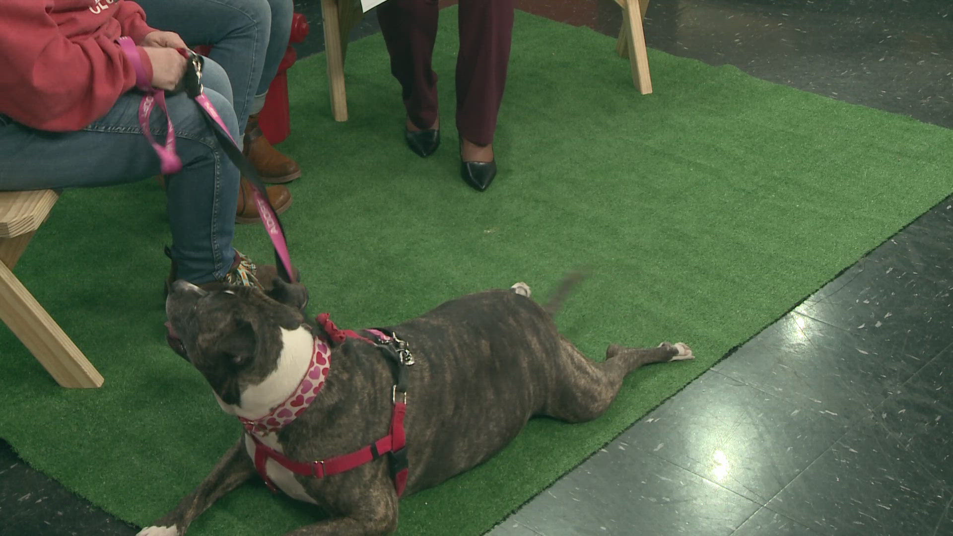 Beth Heffner and Val Gesting from City Dogs Cleveland join 3News GO! with Winnie, a returning Pet of the Week who has been in a foster home for over a year.