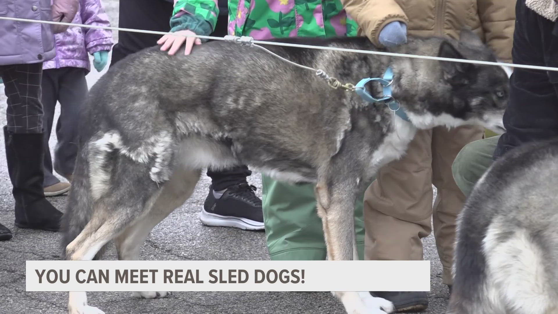 A team of sled dogs from TUN-DRA KENNELS is giving people the opportunity to meet their dogs up close and learn more about them.