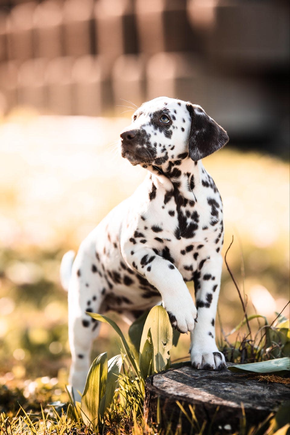 dalmatian