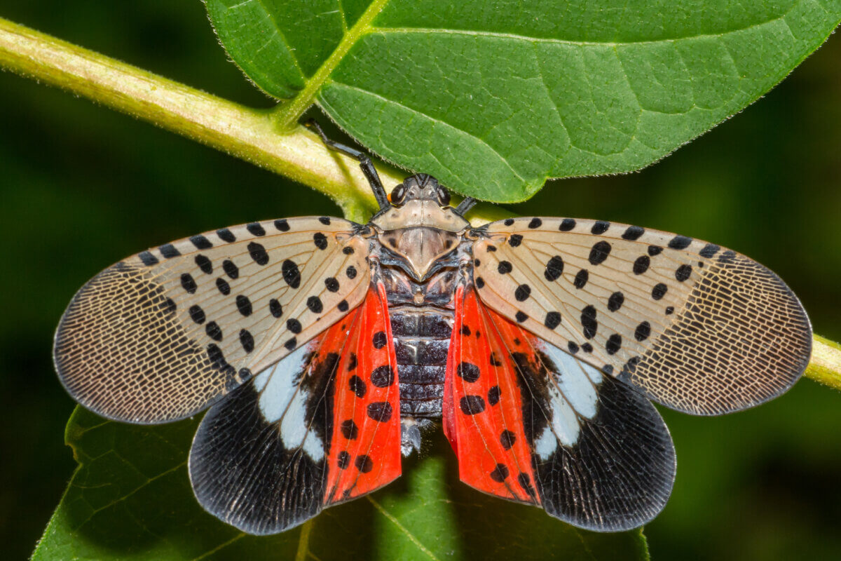 Spotted lanternfly wings