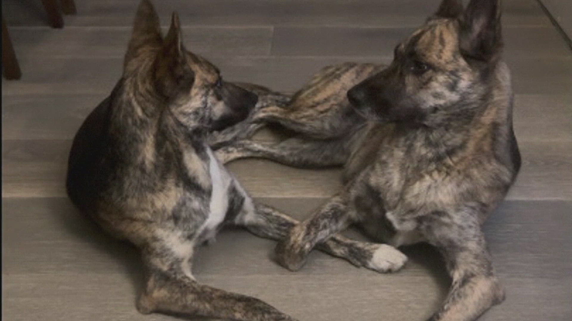 Two dogs go viral after a lovely revelation. 