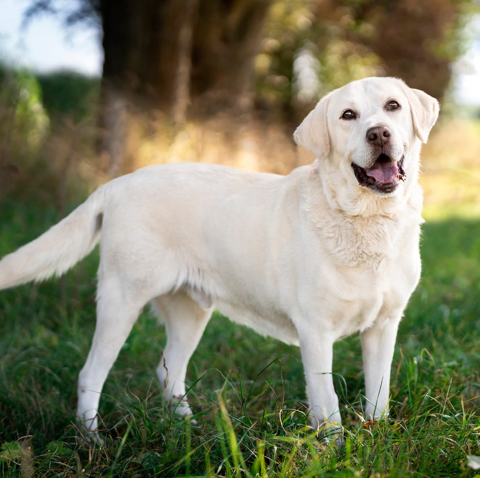 panting white labrador retriever in the meadow stands on the grass in the shade and looks into the lens