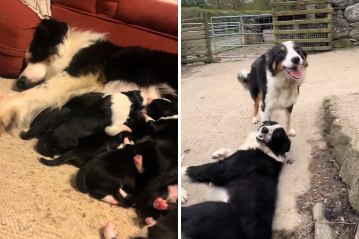 Border collie with puppies