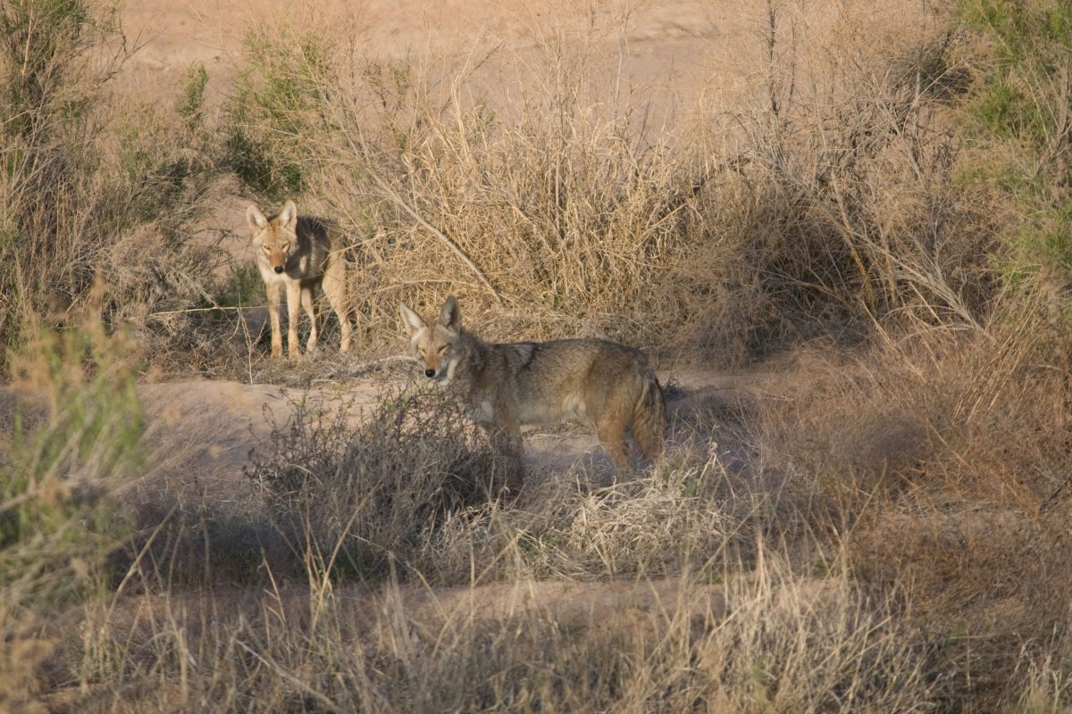 Coyotes in the Tucson desert