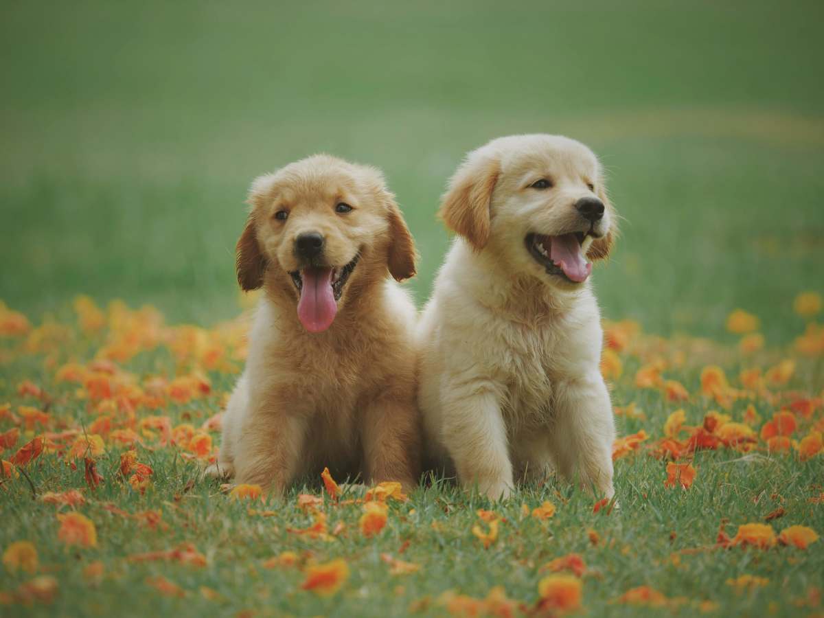 Two cute pups playing in a meadow (Representative Image Source: Pexels | Chevanon Photography)