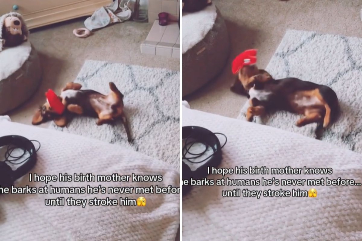 Dachshund playing with toy