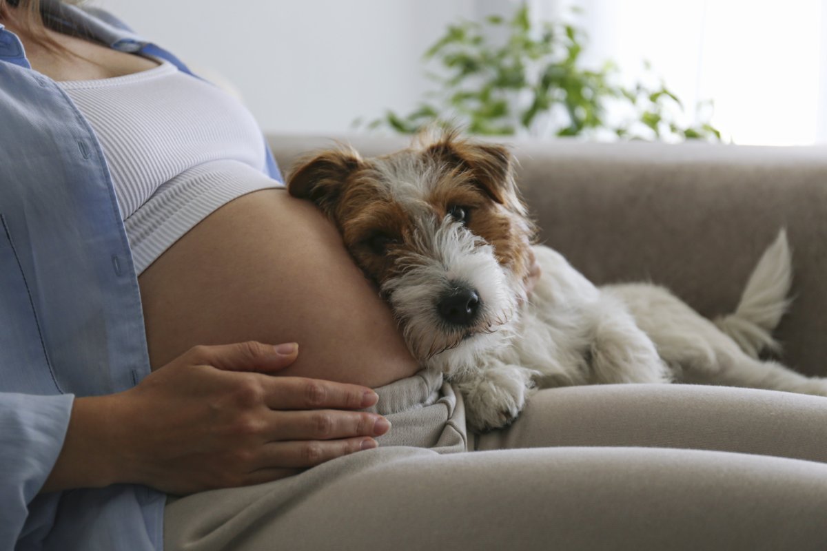 Dog with baby bump