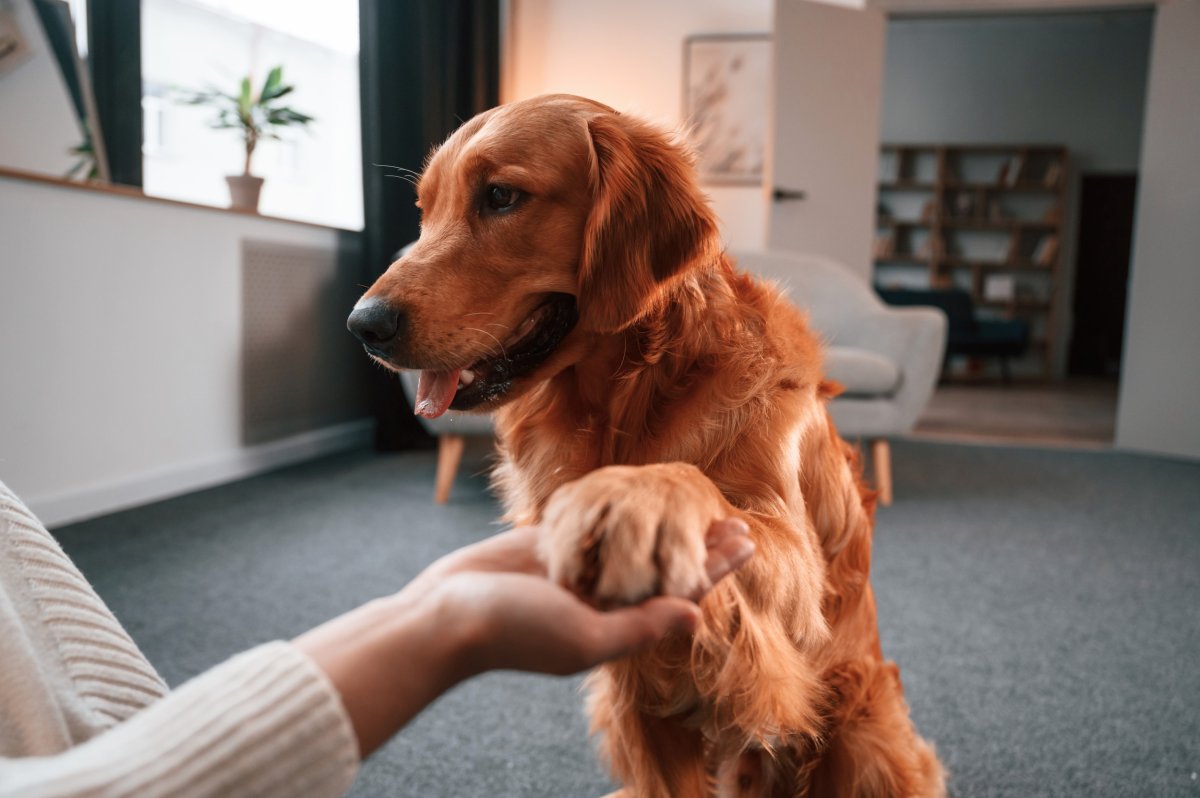 Dog holding up paw