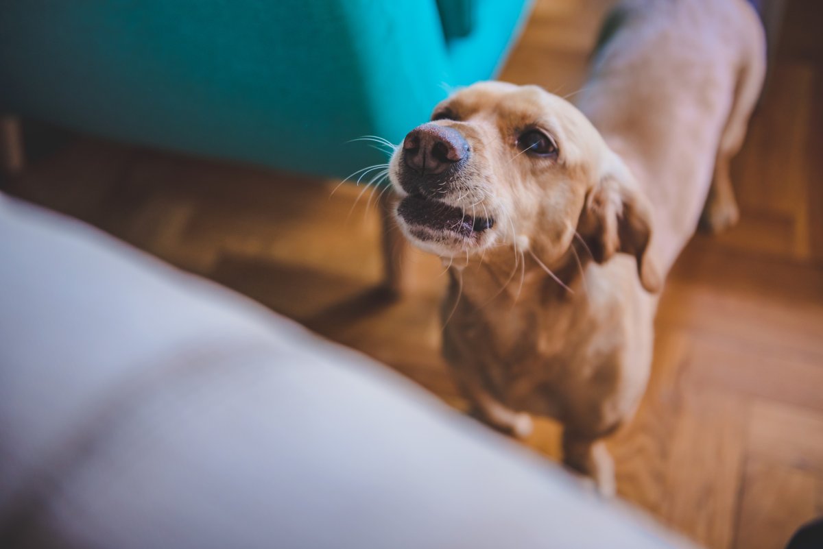 Dog howling