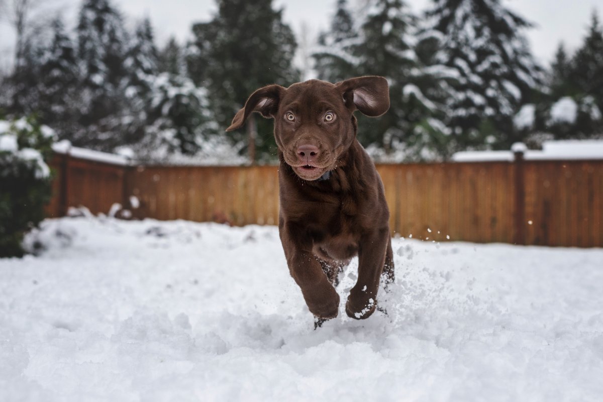 Dog in snow