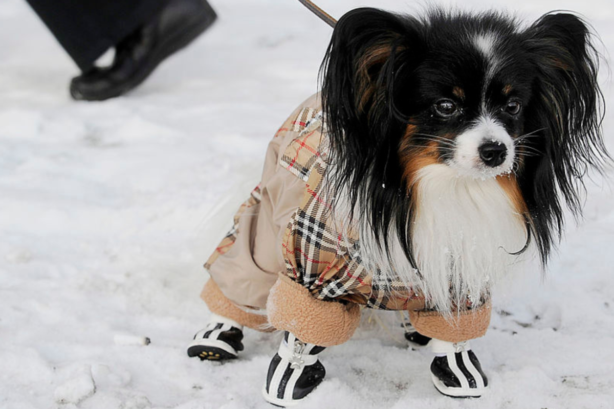 Dog in snow