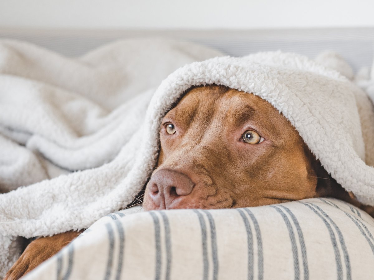 dog under the blanket