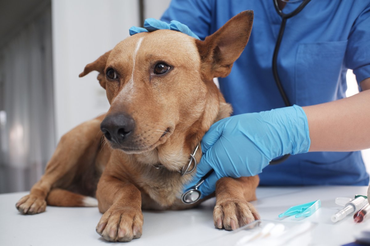 dog at veterinarian