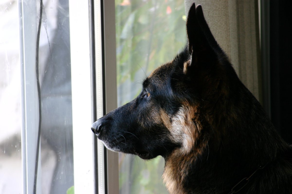 Dog waiting by window