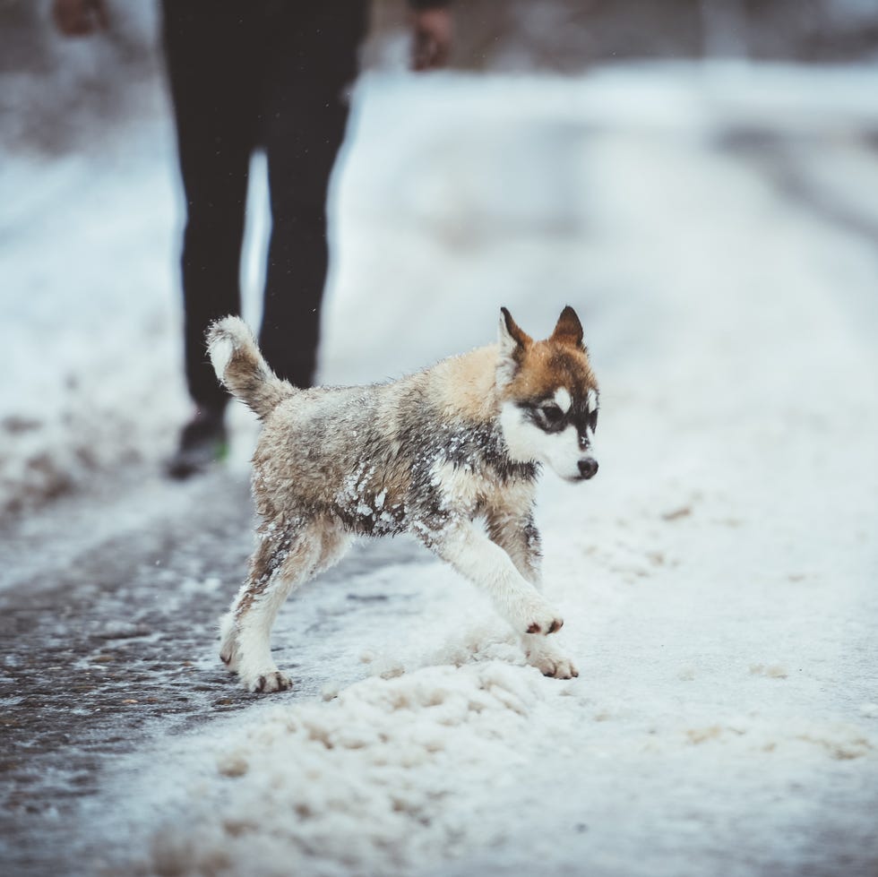 dog outside in the snow