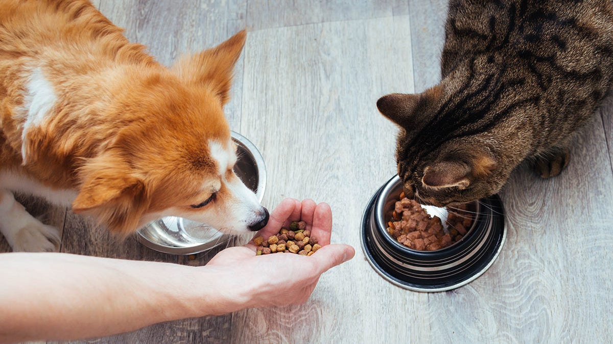 owner pours dry food for a cat and dog