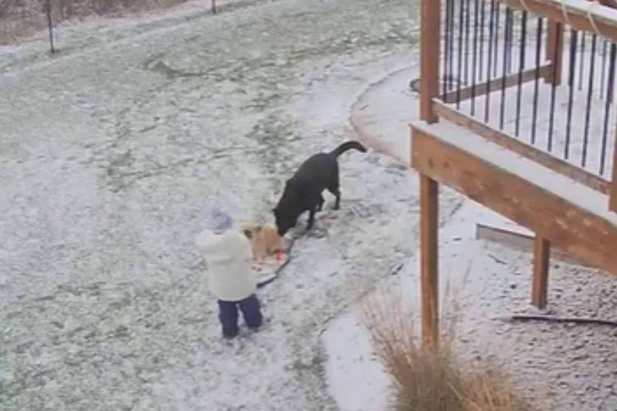 Girl pulling dog on sled