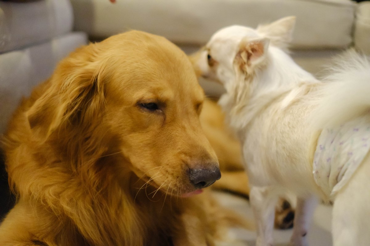 Golden Retriever And Chihuahua 