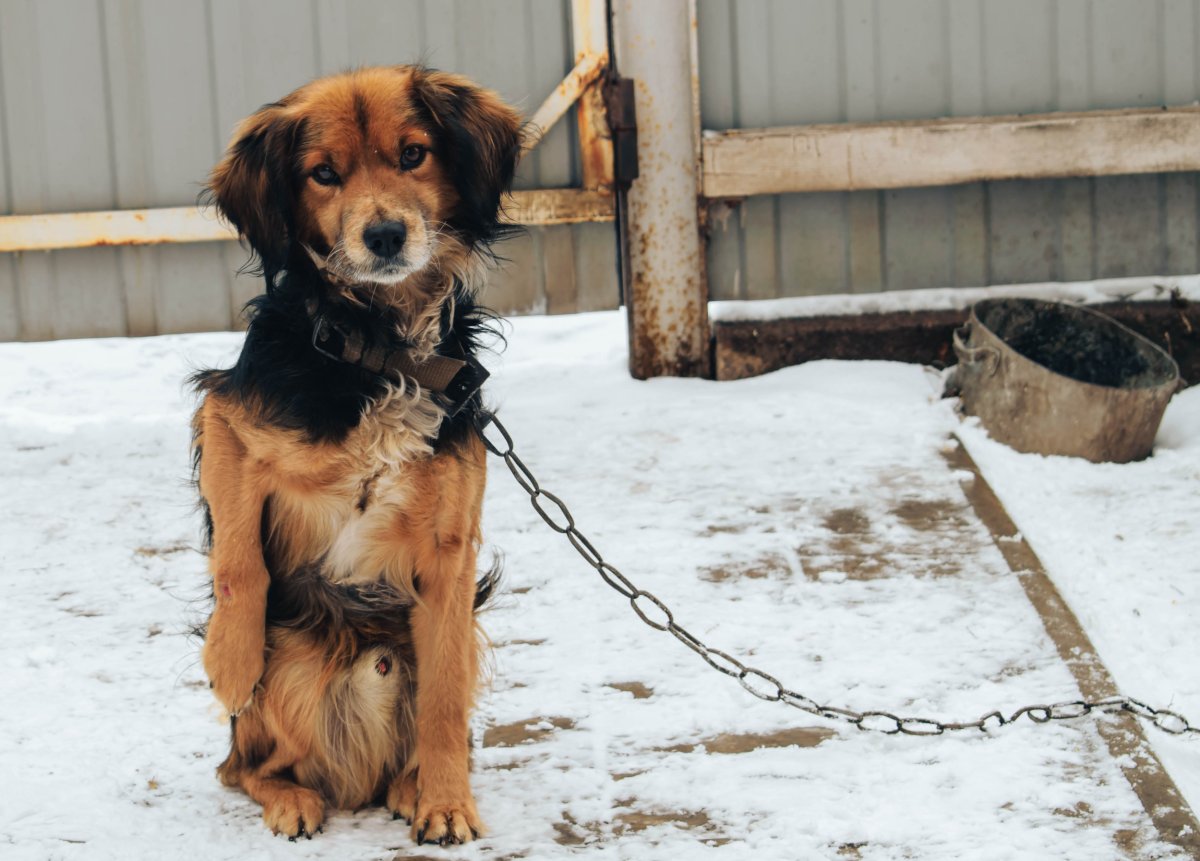 Heartbreak dogs frozen to death outside