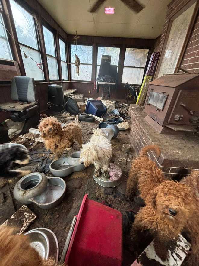 poodle-mixes found in squalor in house outside atlanta