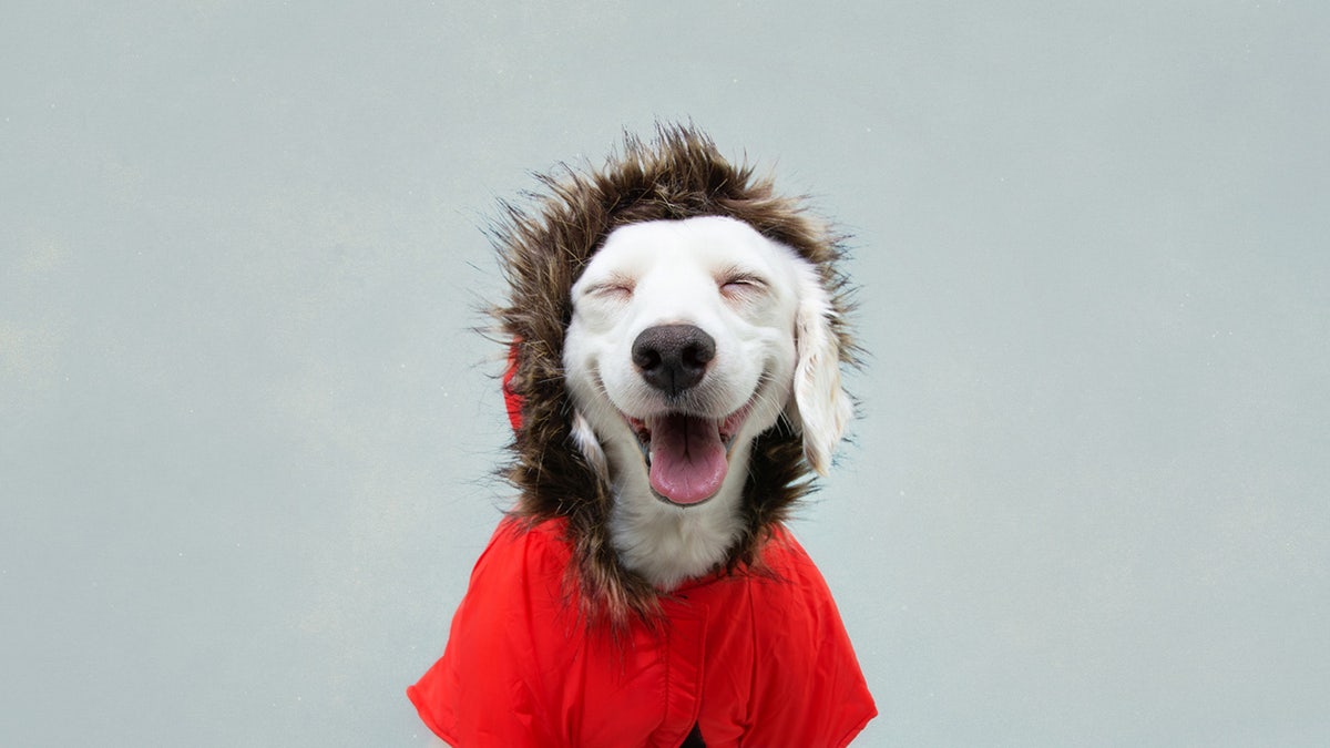 Your furry friend will stay toasty in these winter dog jackets. 