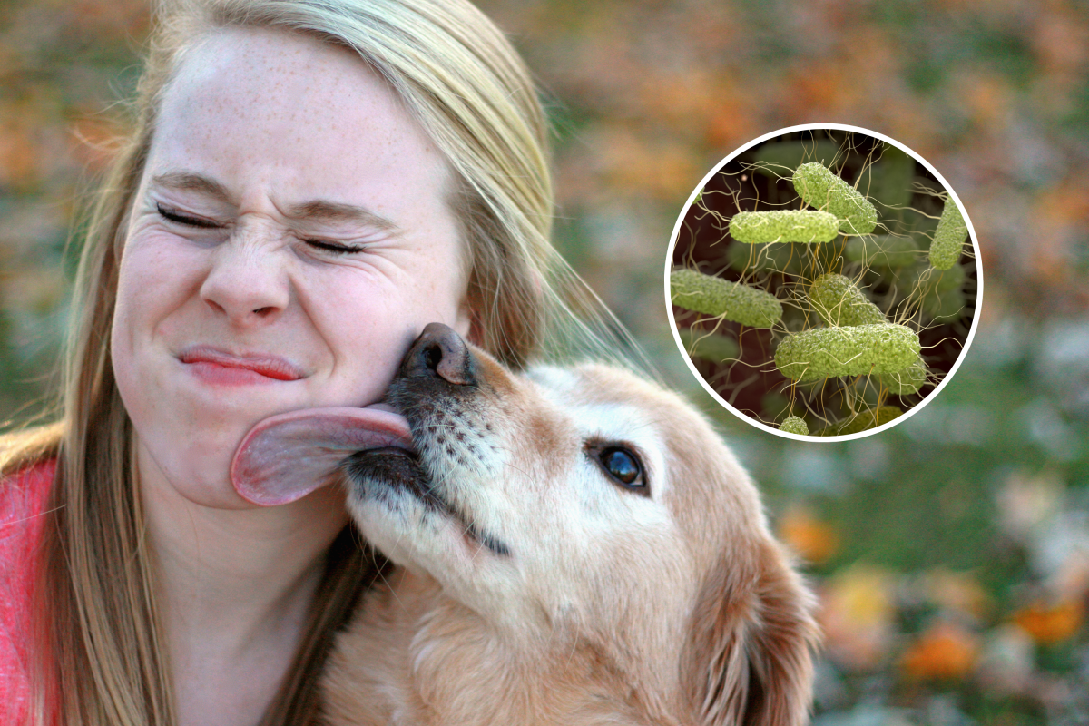 Puppy kiss and bacteria