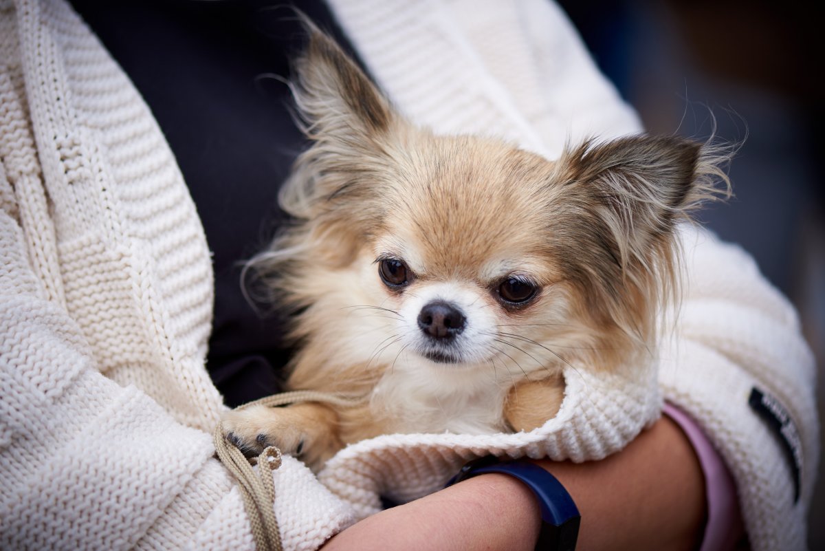 Small dog held inside sweater.