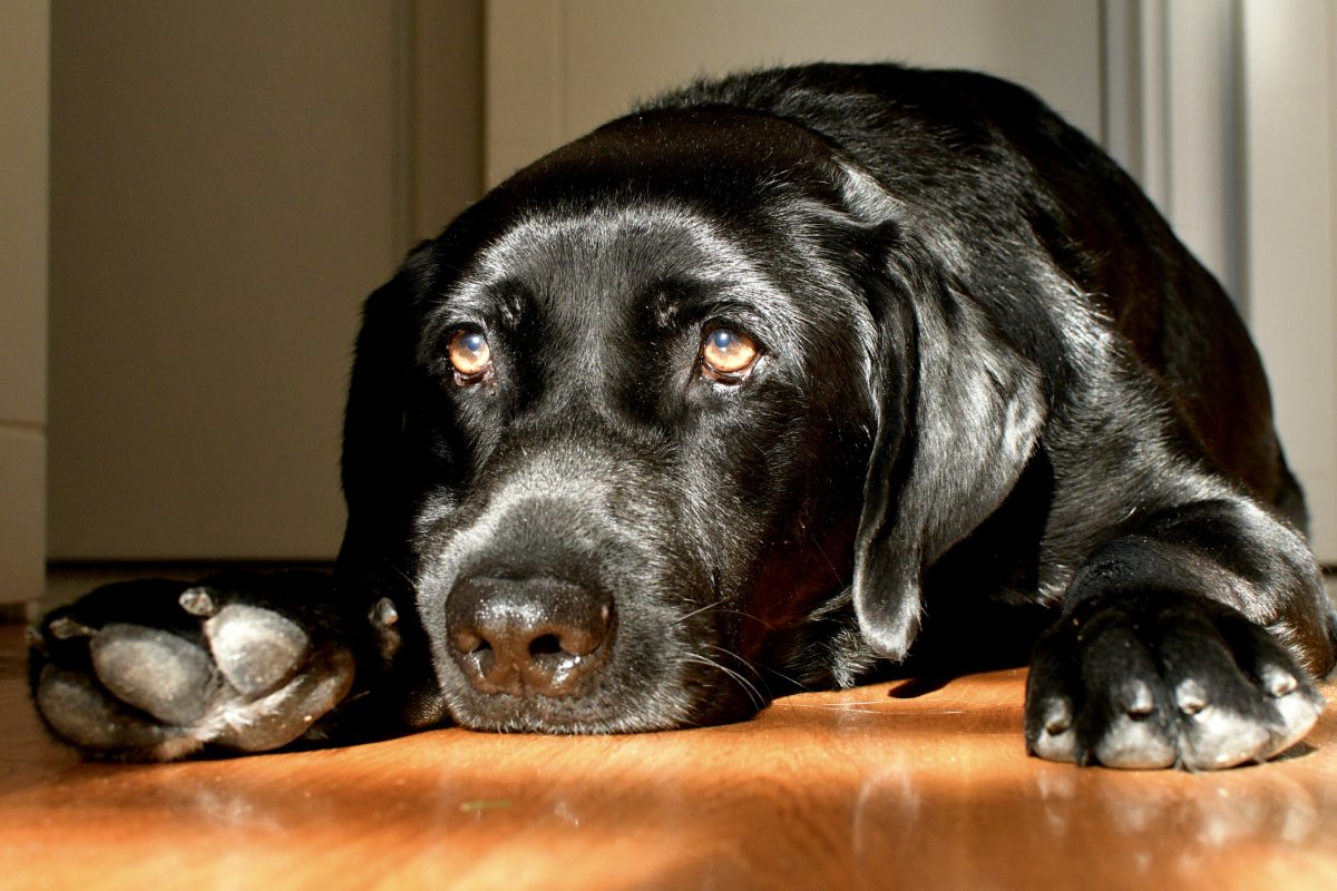 Stock image of sad dog.