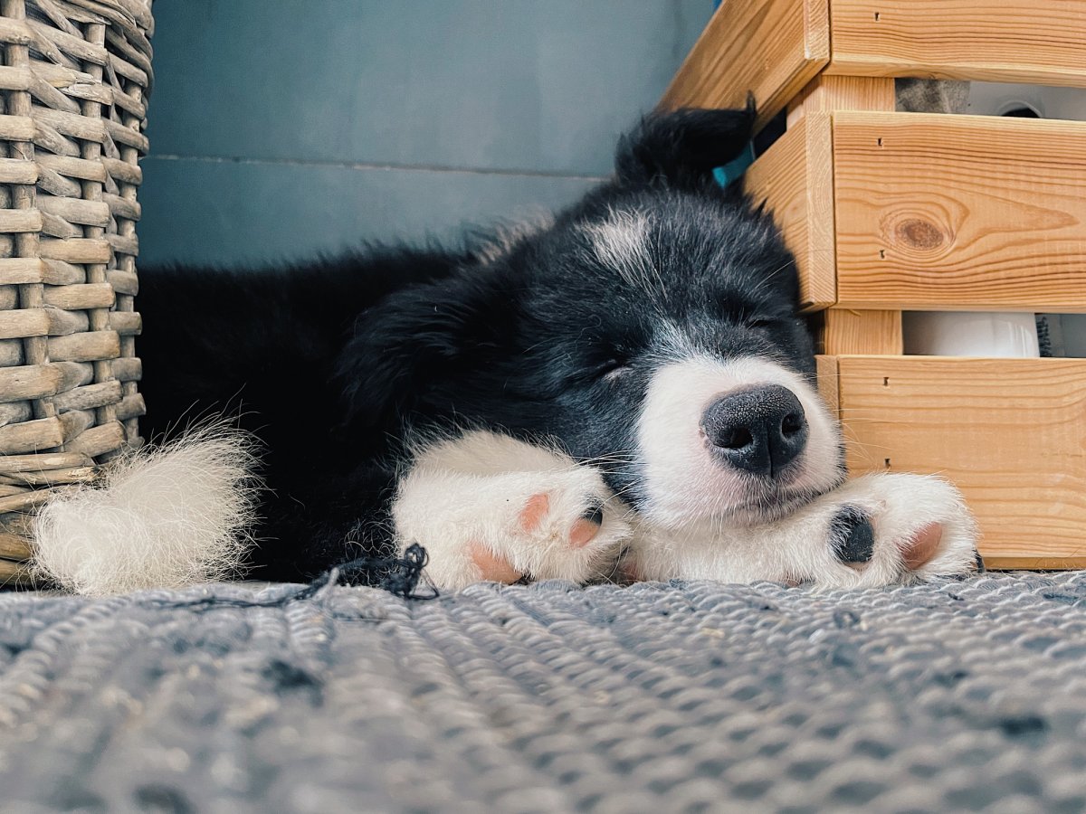 Stock image of sleeping dog.