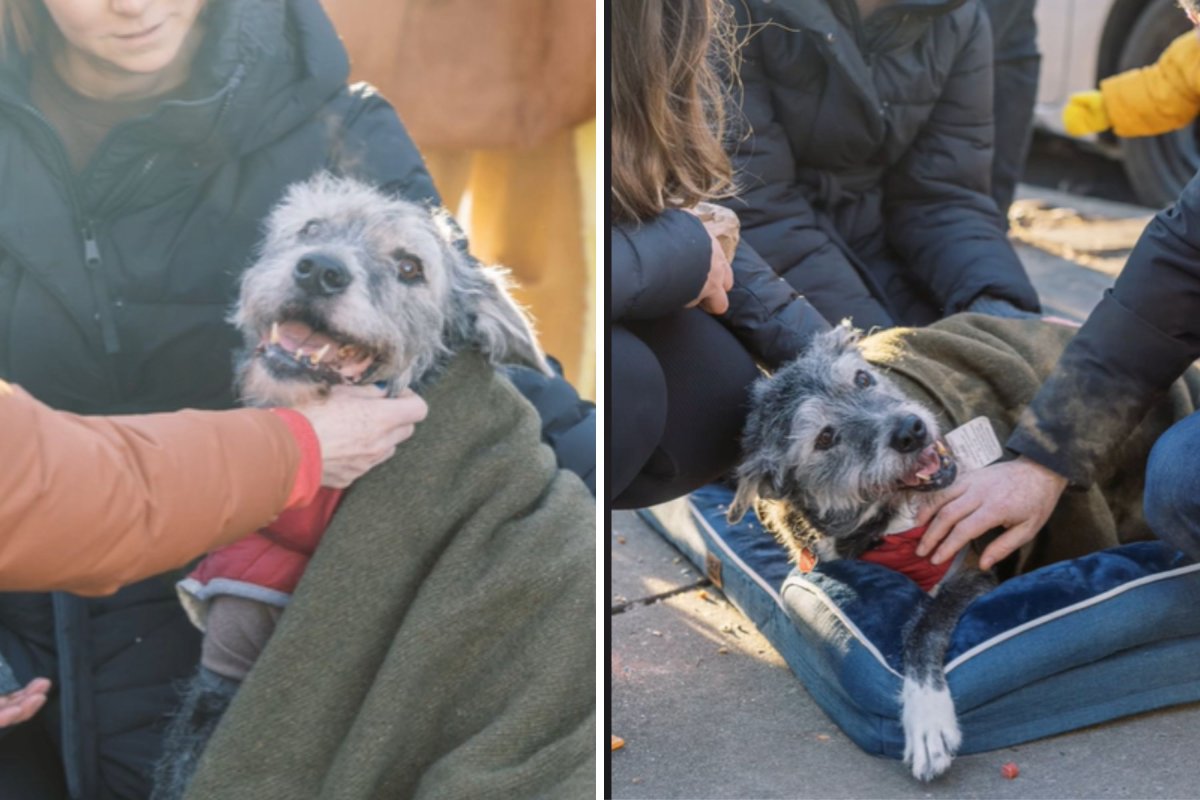 Strangers celebrate dog's last day