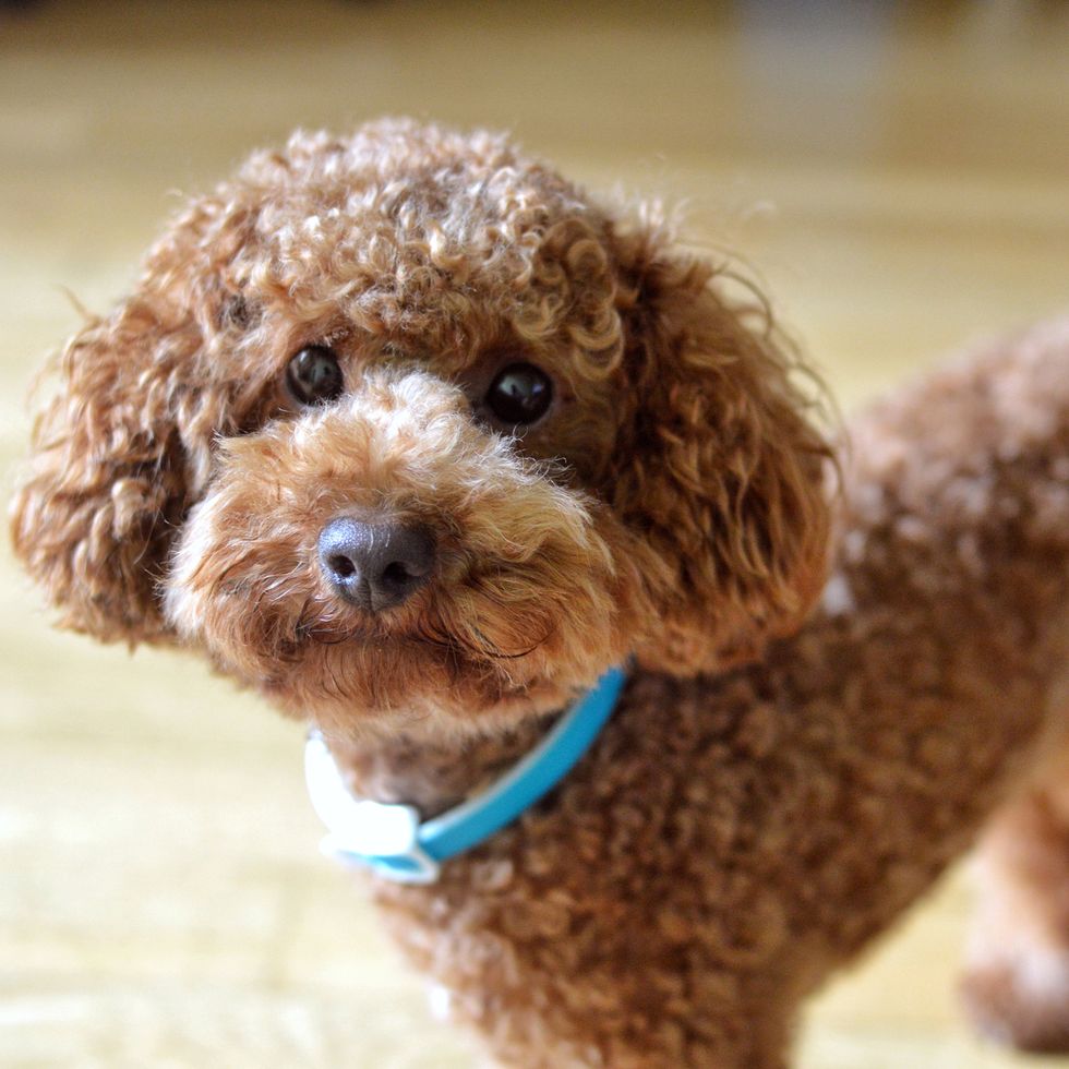 healthiest dog breeds poodle