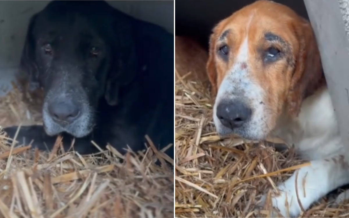 A trio of abandoned dogs face uncertainty.