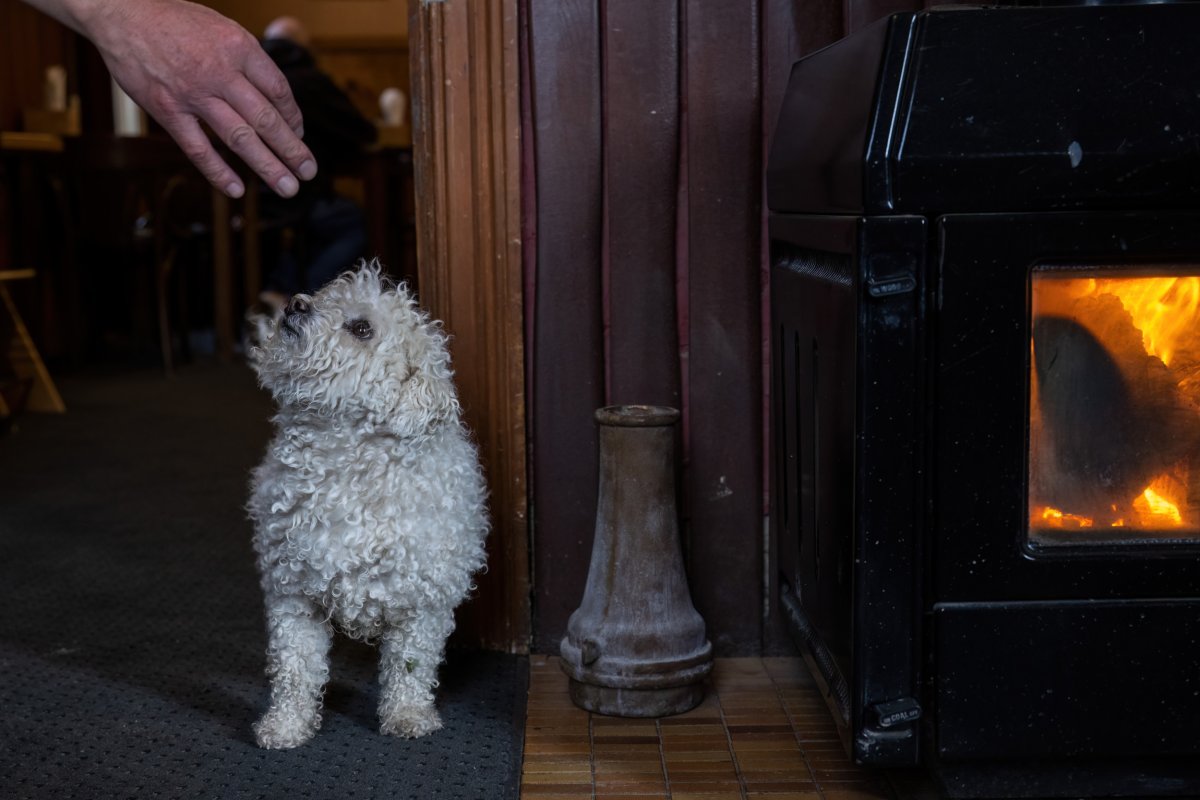 White Dog Sits By Fireplace