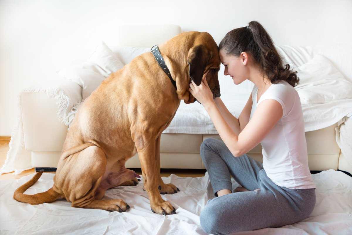 woman petting great Dane