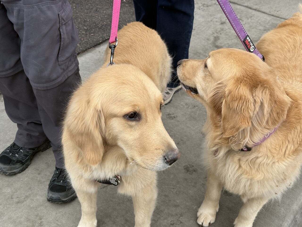 Goldens in Golden 2025.