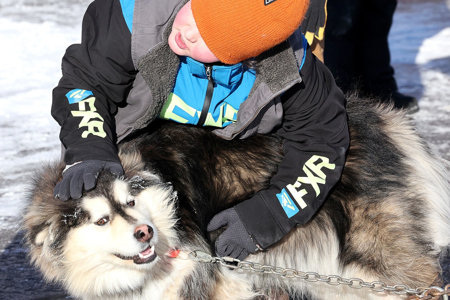 Student pets sled dog. 