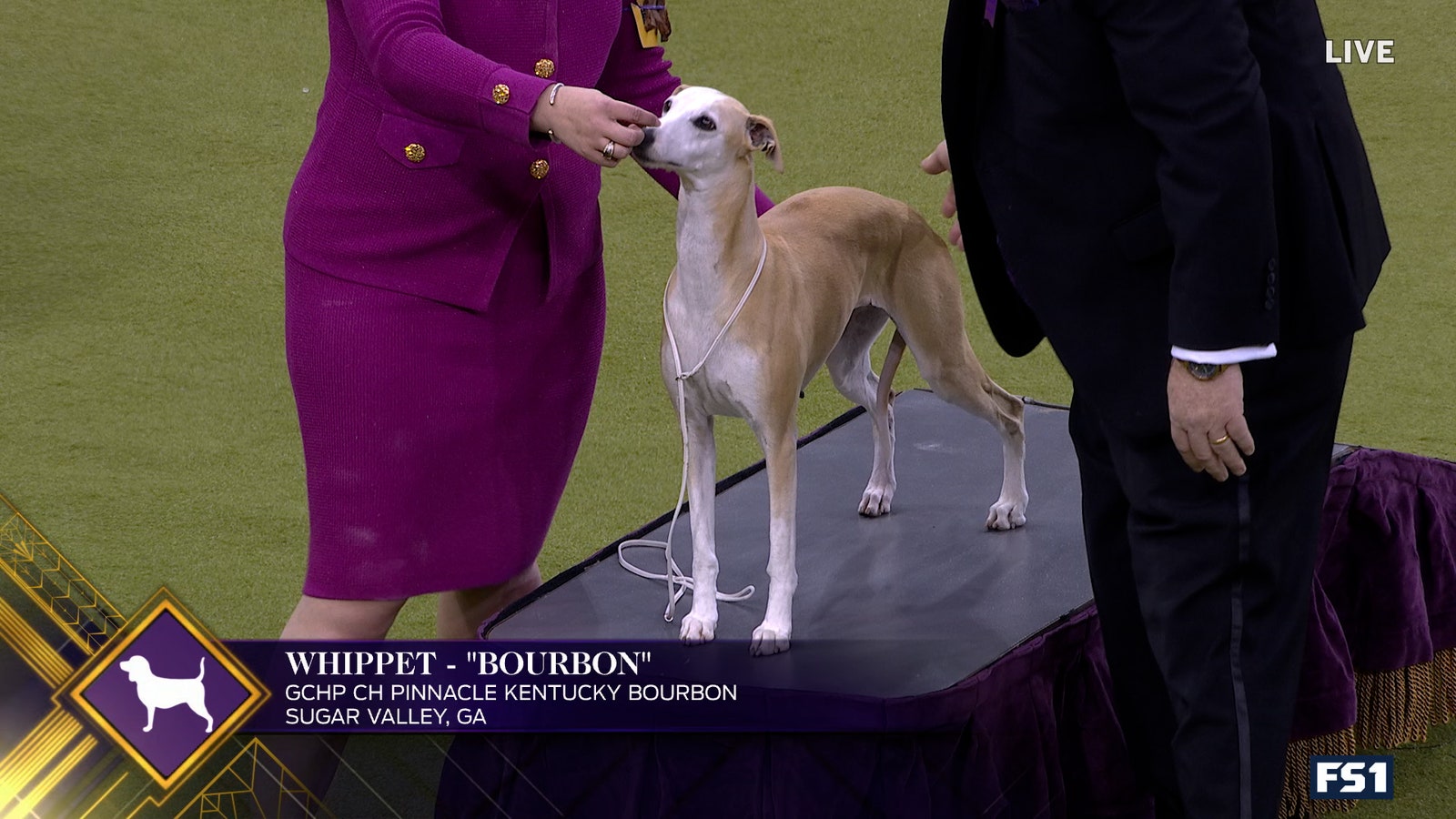 Bourbon the Whippet wins the WKC Hound Group | Westminster Kennel Club