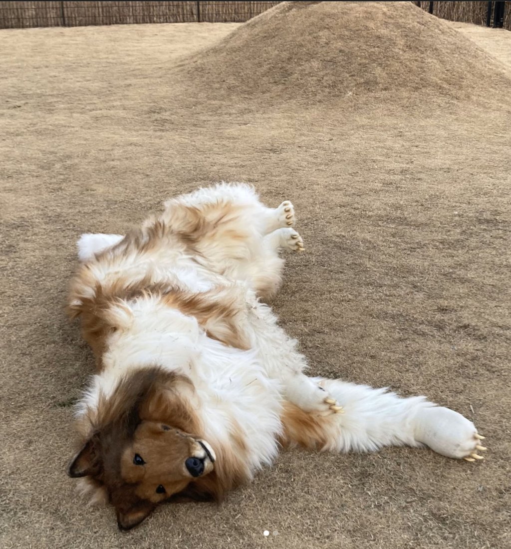 One of Toco’s fake canines rolls around like a happy, real dog. Photo: Instagram/@ toco.ev