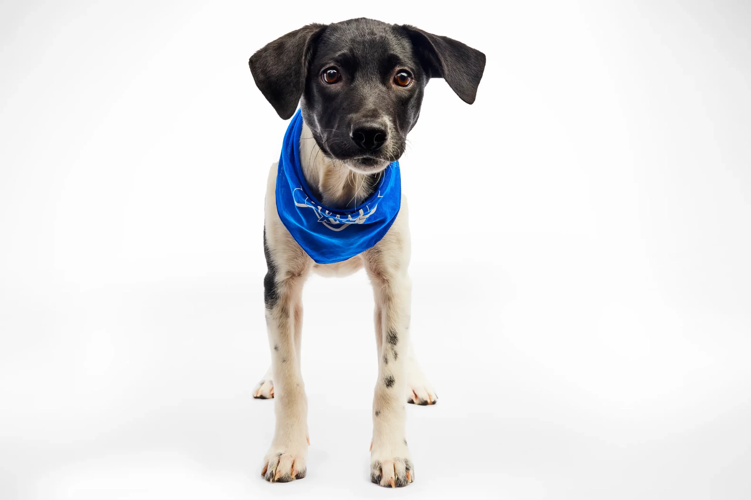 Puppy in blue scarf