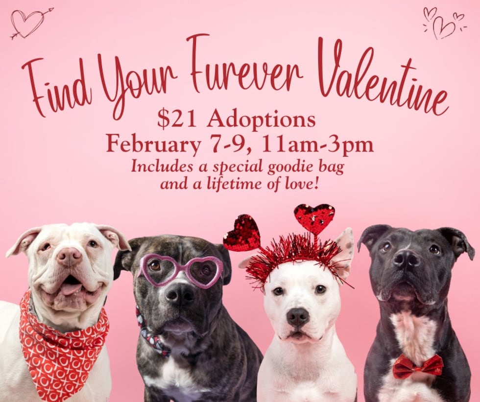 ‘Fur-ever’ Valentine: City Dogs Cleveland ‘VERY FULL’ of dogs with reduced $21 adoption fee