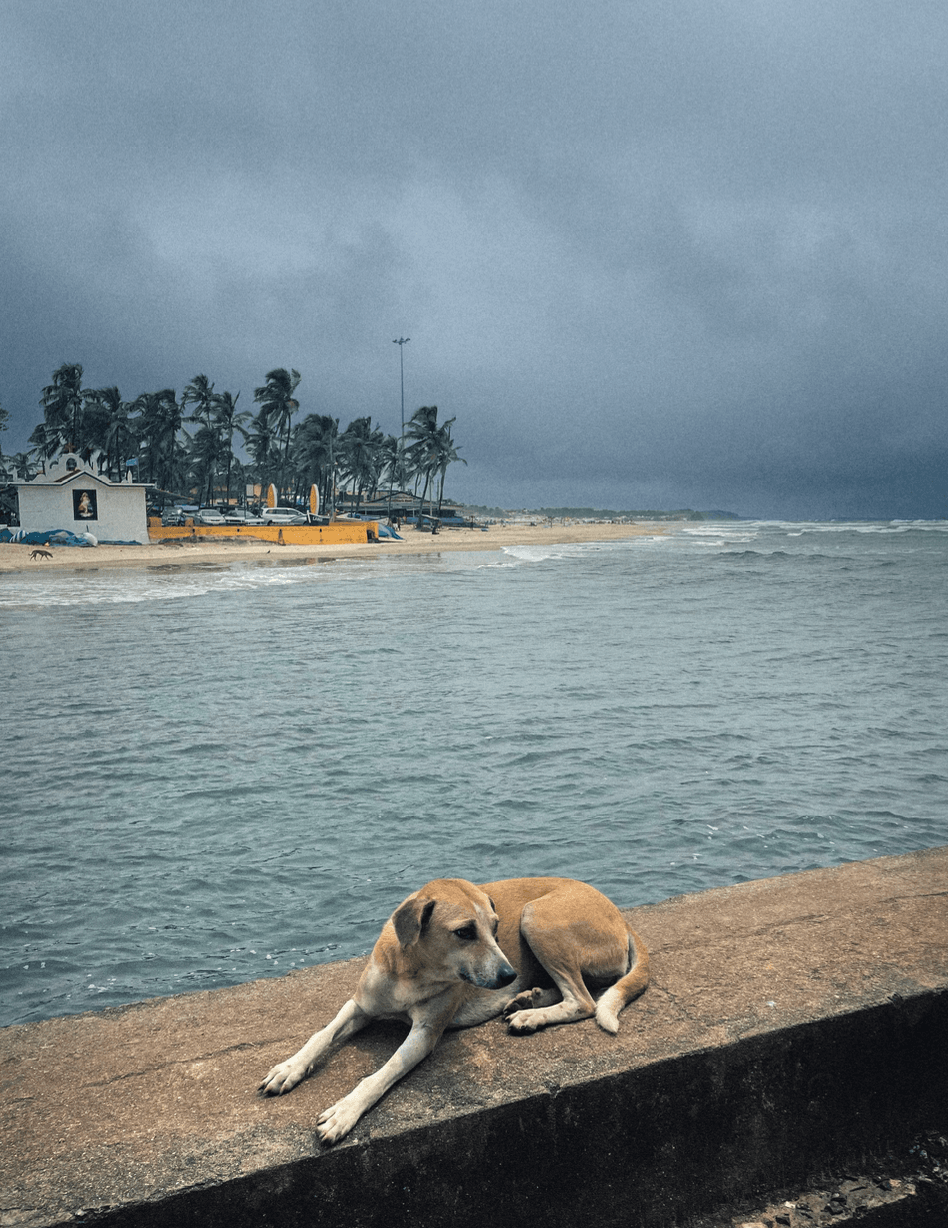 Image may contain Water Waterfront Summer Animal Canine Dog Mammal Pet Nature Outdoors Sea Port Plant and Tree