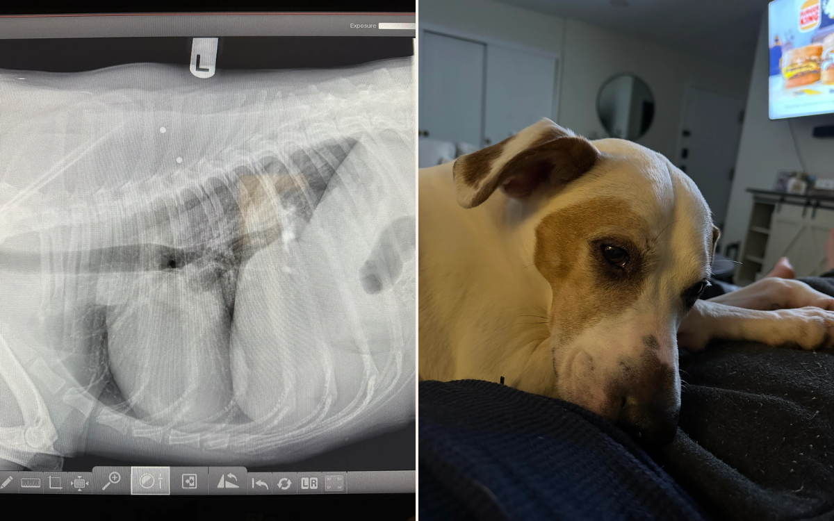 Beans the rescue dog had an x-ray.