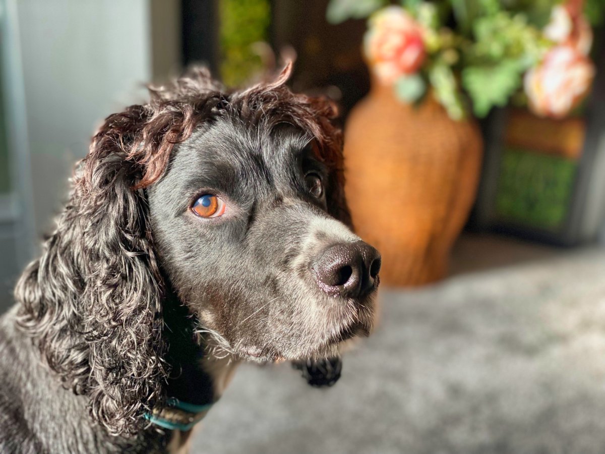 Brown Cocker Spaniel Looks Into Camera