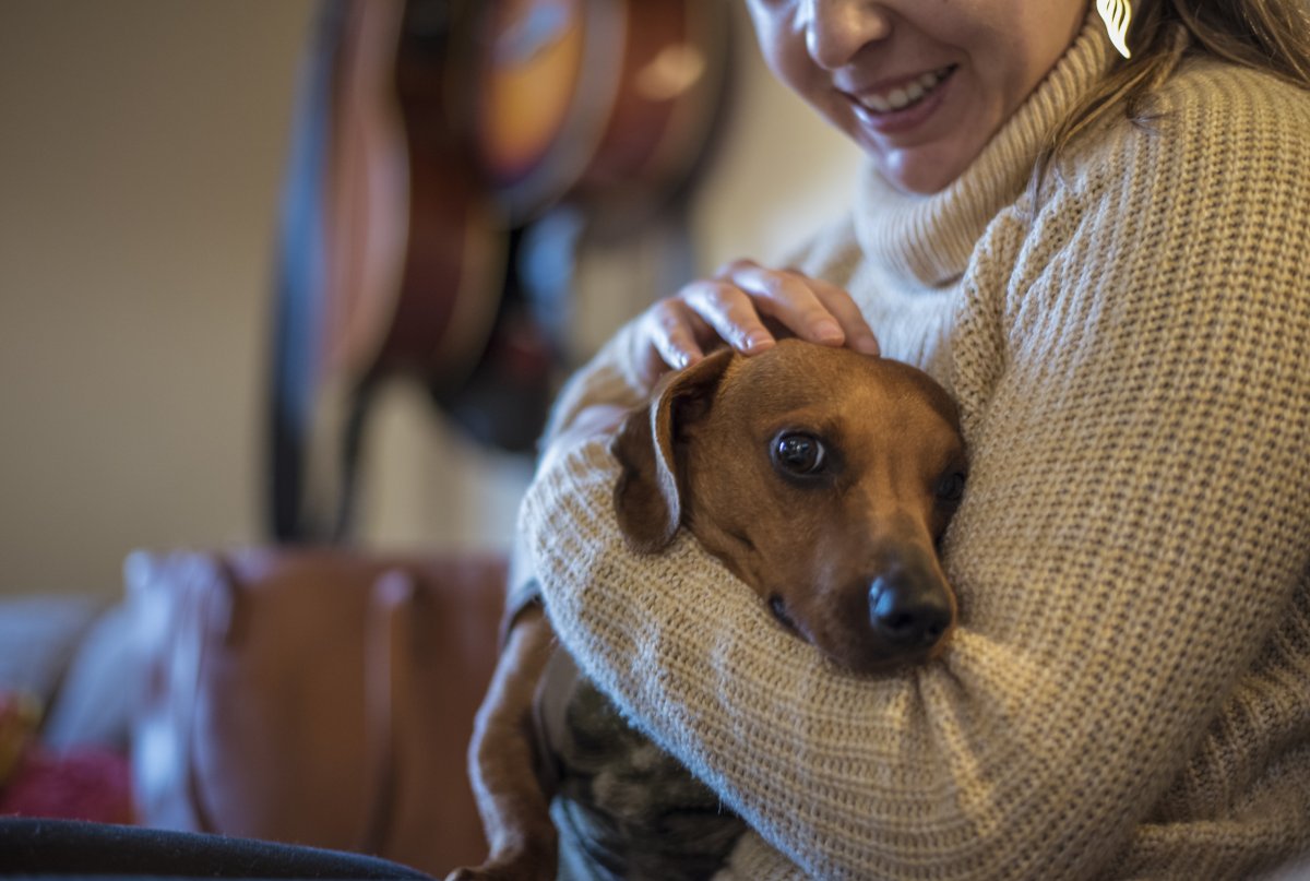 Dachshund Cuddles Owner Velcro Dog