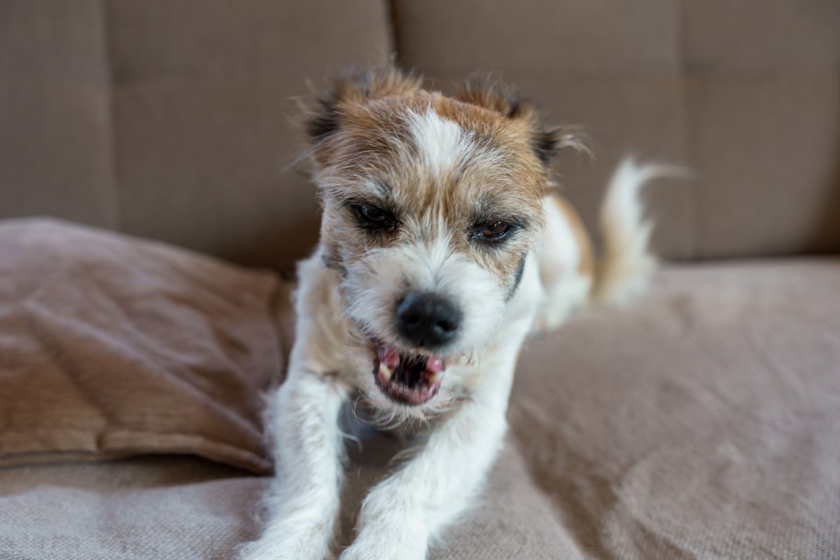 Dog growling on sofa