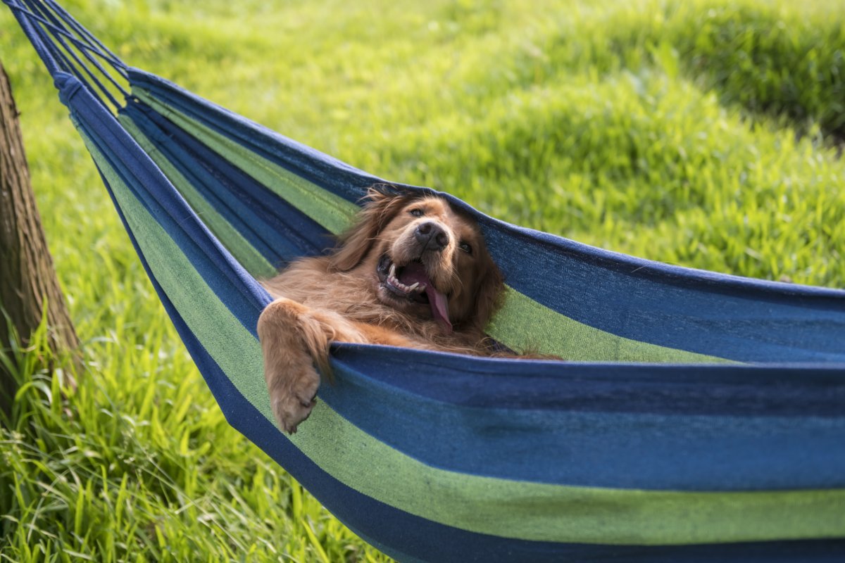 dog in hammock