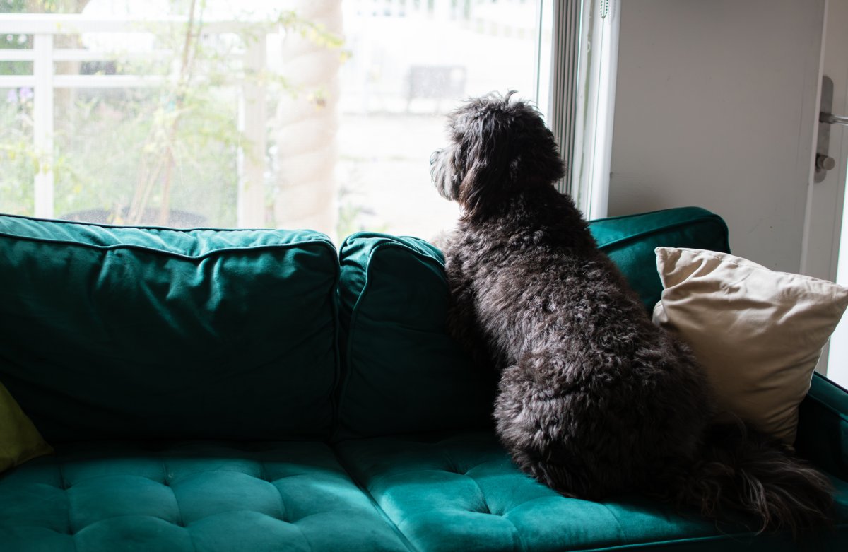 A dog looks out of the window